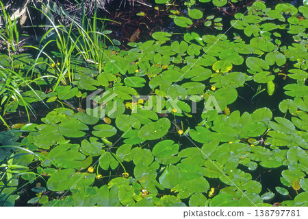 Nemuro water lily (Toyotomi Town, Hokkaido) Nemuro water lily (Toyotomi Town, Hokkaido) 138797781