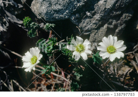 Callianthemum vulgaris(北海道Apoi山) Callianthemum vulgaris(北海道Apoi山) 138797783