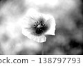 Monochrome images of poppy flowers 138797793