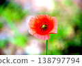 Red flowers of the poppy family 138797794