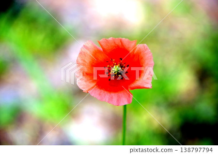 Red flowers of the poppy family 138797794
