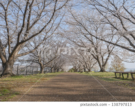 春意盎然的林蔭大道，令人心動不已；櫻花隧道沐浴在陽光下，美不勝收。 138797813
