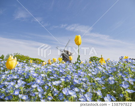 The wind brings spring. A breathtaking view of nemophila and tulips spread across the windmill hill. The wind brings spring. A breathtaking view of nemophila and tulips spread across the windmill hill. 138797822