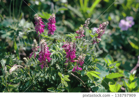 Karafutogenge (Mt. Nipesotsu, Hokkaido) 138797909