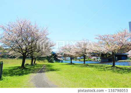 在大島小松川公園的櫻花 138798053
