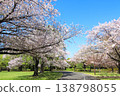 Cherry blossoms in Oshima Komatsugawa Park 138798055