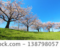 Cherry blossoms in Oshima Komatsugawa Park 138798057
