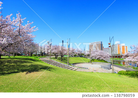 Cherry blossoms in Oshima Komatsugawa Park 138798059