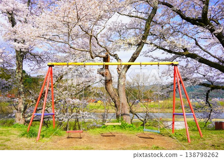 A row of cherry trees in full bloom and a swing in the park. A row of cherry trees in full bloom and a swing in the park. 138798262