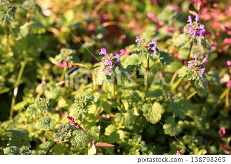The flowers of Lamium amplexicaule that bloom in autumn The flowers of Lamium amplexicaule that bloom in autumn 138798265