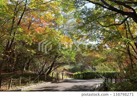 秋日公園，清爽宜人，金黃落葉，混合林 138798271