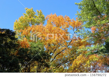 Autumn park, refreshing, yellow leaves, mixed forest 138798272