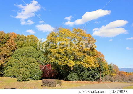 Autumn park, refreshing, yellow leaves, mixed forest 138798273
