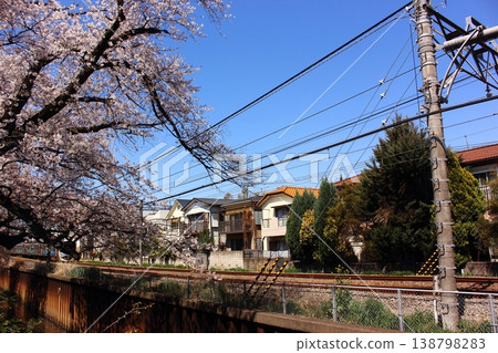 春天，一列西武新宿線開往武藏關站附近的櫻花樹下（1） 138798283