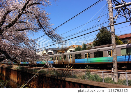 春天，一列西武新宿線進城方向的列車駛過武藏關站附近的一排櫻花樹（3） 138798285