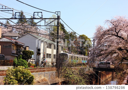 An inbound Seibu Shinjuku Line train passing through a row of cherry trees near Musashi-Seki Station in spring (4) 138798286