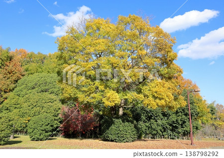 Autumn park, refreshing, yellow leaves, mixed forest 138798292