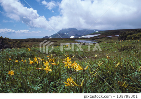 北海道大雪山上的萱草群落 北海道大雪山上的萱草群落 138798301