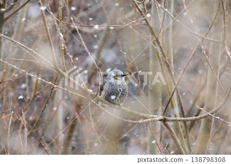A bulbul remains still in the middle of a blizzard. 138798308