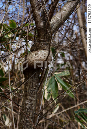 Cob of the tree 138798309