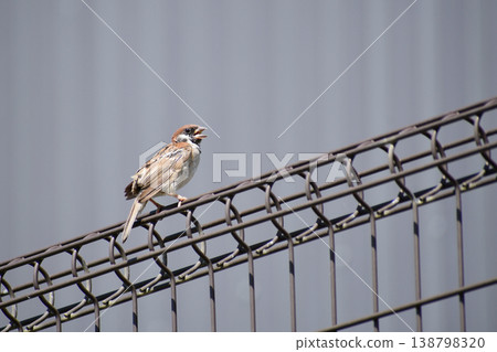 A young sparrow chirping while perched on a fence. 138798320