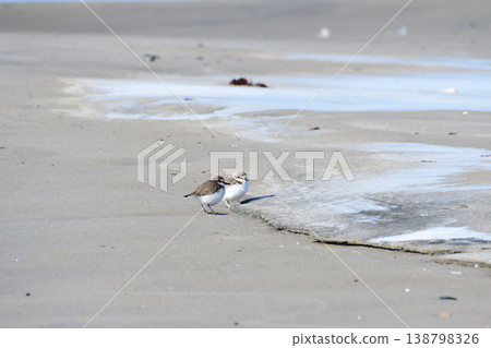 A Kentish plover standing on a winter beach A Kentish plover standing on a winter beach 138798326