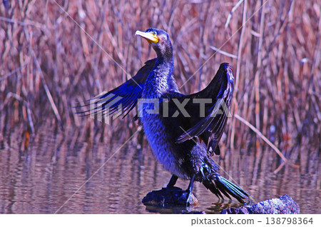 Cormorant spreading wings 138798364