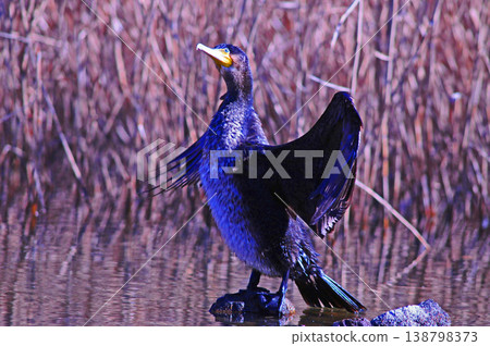 Cormorant spreading wings Cormorant spreading wings 138798373