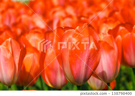 Beautiful red tulips Beautiful red tulips 138798400