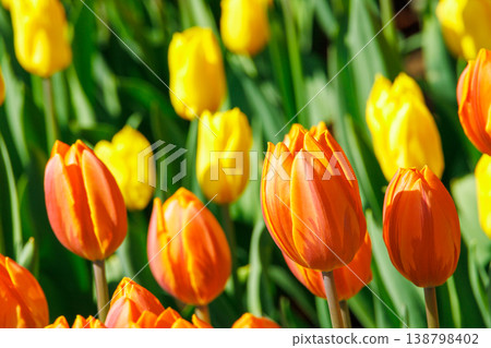 Orange and yellow tulips Orange and yellow tulips 138798402
