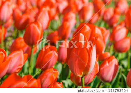 Red tulip field Red tulip field 138798404