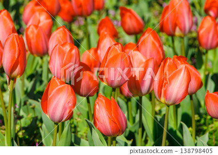 Red tulip Red tulip 138798405