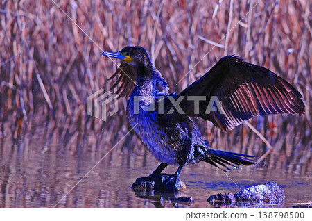 Cormorant spreading wings Cormorant spreading wings 138798500