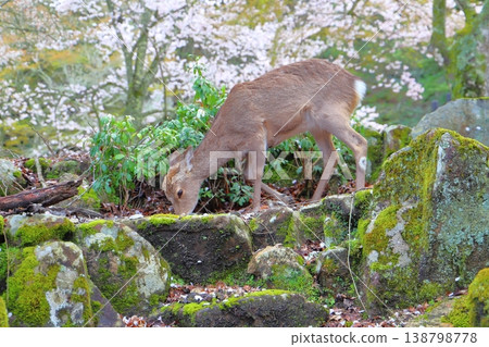 宮島的櫻花樹和鹿 宮島的櫻花樹和鹿 138798778