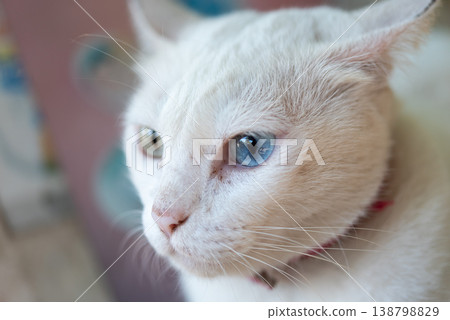 Closeup of white cat with blue eye and soft fur detail shallow depth of field natural light indoor portrait with calm mood and gentle expression 138798829