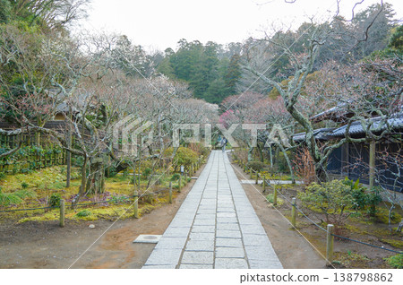 A beautiful winter scene unfolds within the grounds of a shrine in Kamakura, with bare winter trees, evergreen trees lush in the background, and crisp winter air. A beautiful winter scene unfolds within the grounds of a shrine in Kamakura, with bare winter trees, evergreen trees lush in the background, and crisp winter air. 138798862