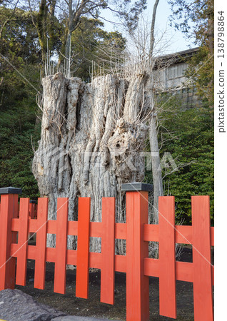 A tranquil landscape surrounded by the trunks of ancient, thick trees and a vermilion fence; trees that have been felled but continue to live. A tranquil landscape surrounded by the trunks of ancient, thick trees and a vermilion fence; trees that have been felled but continue to live. 138798864