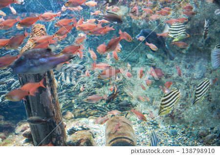 水族箱裡,五彩繽紛的魚兒遊來游去 水族箱裡,五彩繽紛的魚兒遊來游去 138798910