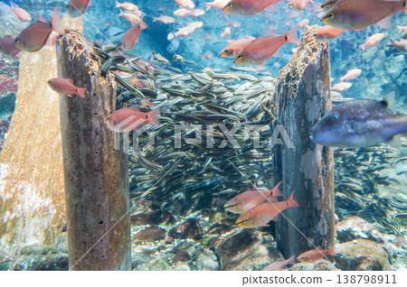 水族箱裡，五彩繽紛的魚兒遊來游去 138798911