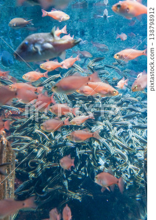 水族箱裡,五彩繽紛的魚兒遊來游去 水族箱裡,五彩繽紛的魚兒遊來游去 138798912