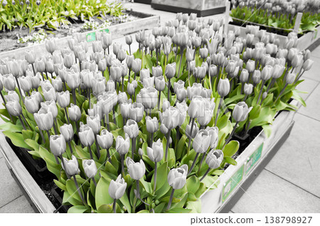 A monochrome world where green stems stand out. A monochrome world where green stems stand out. 138798927
