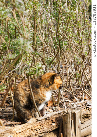The gaze of a calico cat standing in the grass. The gaze of a calico cat standing in the grass. 138798931