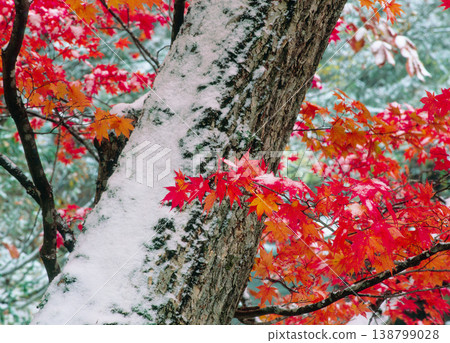 皚皚白雪與秋葉（北海道鹿尾町） 138799028