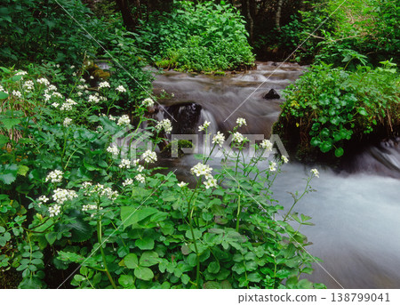 A colony of Ainu horseradish and a mountain stream (Shikaoi Town, Hokkaido) 138799041