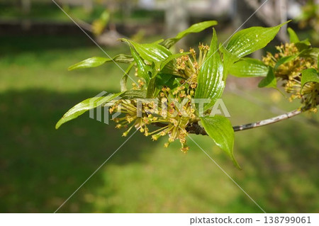Cornelian cherry tree after its petals have fallen - April 2026 Cornelian cherry tree after its petals have fallen - April 2026 138799061