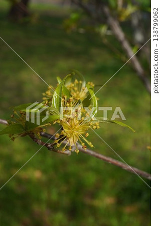 花瓣凋落後的山茱萸樹 - 2026年4月 花瓣凋落後的山茱萸樹 - 2026年4月 138799062