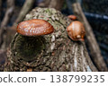 特寫鏡頭：生長在原木上的新鮮香菇。 138799235