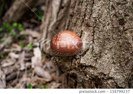 從樹皮上旺盛生長的有機香菇。 138799237