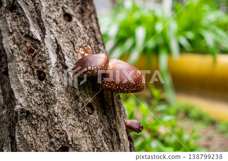 兩朵新鮮的香菇生長在鬱鬱蔥蔥的自然戶外環境中的原木上。 138799238