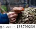 一個人的手正在檢查生長在木頭上、可以採摘的香菇的大小。 138799239